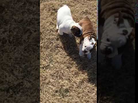 Gertrude 9 weeks running in the yard