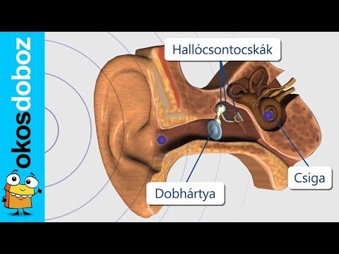 bedörzsölve a péniszbe