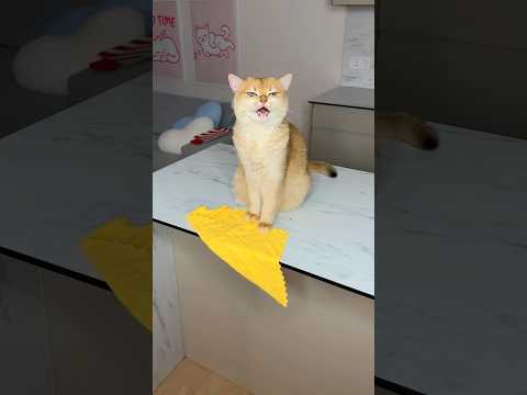 Be kind to stray animals #cat #cats