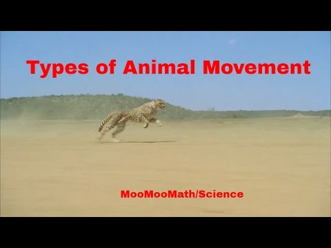 Types of Animal Movement
