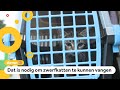 Honderden huiskatten gechipt op Texel