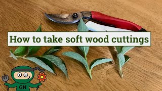 How to take softwood cuttings to propagate plants for free