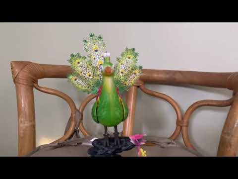 a longer video of the generic bird thing (I still have no idea what it’s actually called lol)