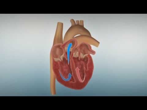 Aufbau und Funktion des Herzens (1/10)