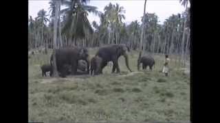 preview picture of video 'Sri Lanka Tour 1992'
