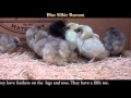 Video: Blue Silkie Bantam Baby Chicks