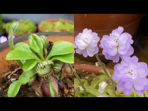園芸 食虫植物、さまざまな種類のトラップ