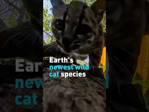 Meet Tigrino: Earth's newest wild cat species