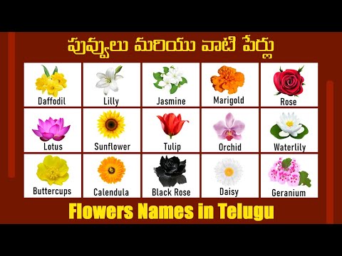 పువ్వులు మరియు వాటి పేర్లు - Flowers Names in Telugu - Kids Learning Videos - Pre School Videos