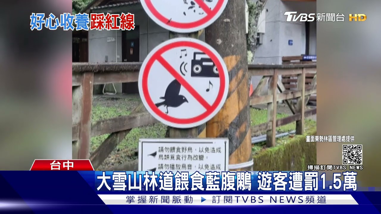 飛來台灣畫眉養起來 二級保育收養違法