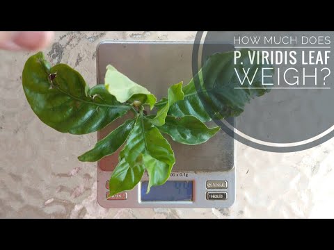 download lagu mp3 mp4 How Much Does A Leaf Weigh, download lagu How Much Does A Leaf Weigh gratis, unduh video klip How Much Does A Leaf Weigh