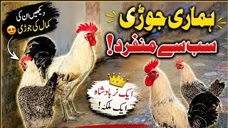 Download lagu Pasangan Ayam Cantik Kami 🐓🐔 | Ayam Jantan & Betina Paling Unik yang Pernah Anda Lihat! 😍 mp3