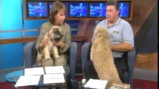 Bark  Busters Dog Training - Gerard Raneri - Choosing the Right Breed