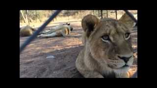 Lions are wildlife. Not entertainers.