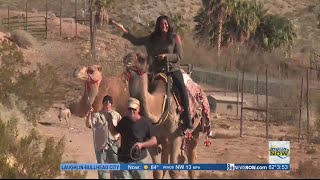 Camel Safari is a unique holiday experience