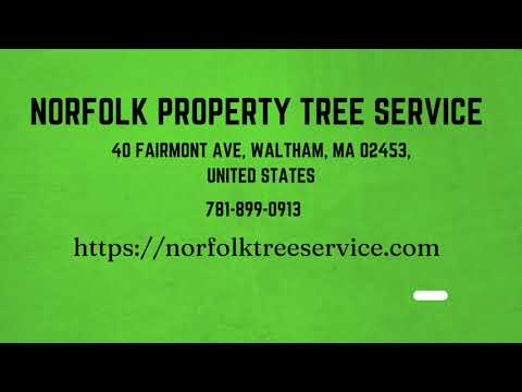 Tree Service Boston MA | Norfolk Property Tree Service