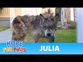 Julia A Wolf A Coyote A Dog This Rescue Is A MUST SEE Dog