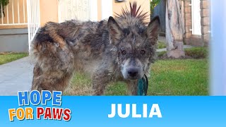 Julia: a wolf?  a coyote?  a dog?  This rescue is a MUST SEE!