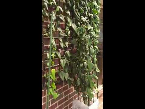 Lapageria rosea in Melbourne pt1