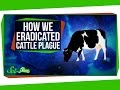 How We Eradicated Cattle Plague