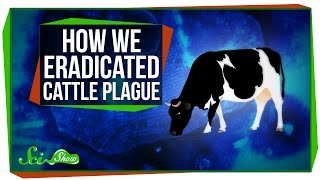 How We Eradicated Cattle Plague
