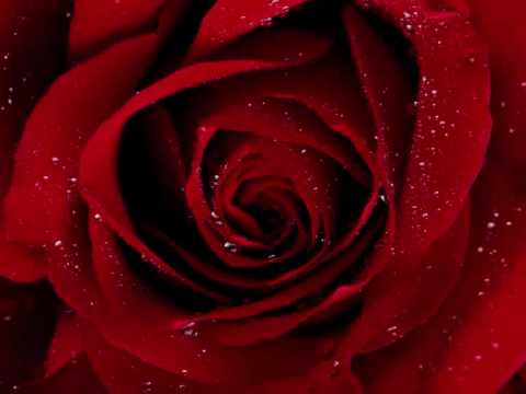 Poets of the Fall - Roses
