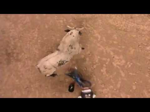 War Dance bucks Fabricio Alves - 05 PBR Finals