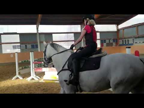 2016 Holsteiner gelding by Cornet Obolensky  Ridden  by 11yo girl  FOR SALE