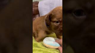 Video preview image #1 Staffordshire Bull Terrier-Unknown Mix Puppy For Sale in Holly Springs, NC, USA