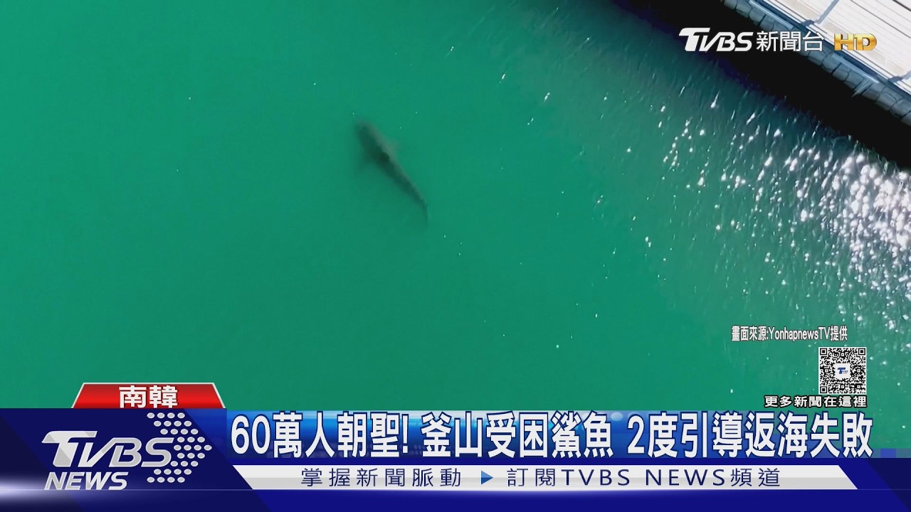 影音／60萬人朝聖！釜山受困鯊魚「布康伊」　2度引導返回大海失敗