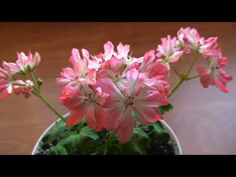 download lagu mp3 mp4 Pamela Vaughan, download lagu Pamela Vaughan gratis, unduh video klip Pamela Vaughan