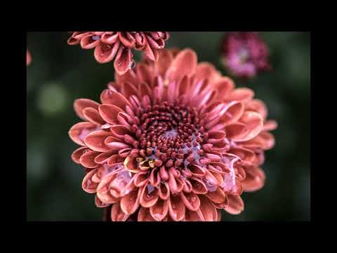 Nasir Aminuddin and Nasir Moinuddin Dagar  Shankara