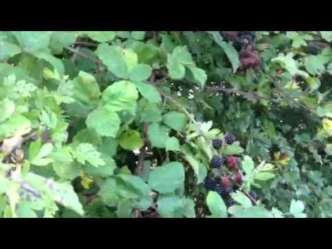 Fruit foraging! blackberries everywhere!
