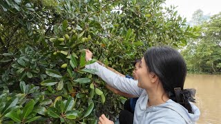 Boating Through Uncle Tu Lai Rai's House With Linh Fish Dipped In Vinegar And Picking Canarium Fr...