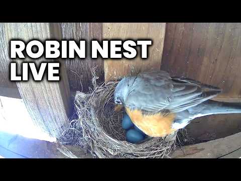 Robin Nest Live Stream 5/19/2026 Day