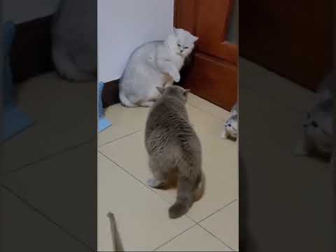Briga de gatos por causa do filhote, coitado do gatinho. Dublagens de animais fofos