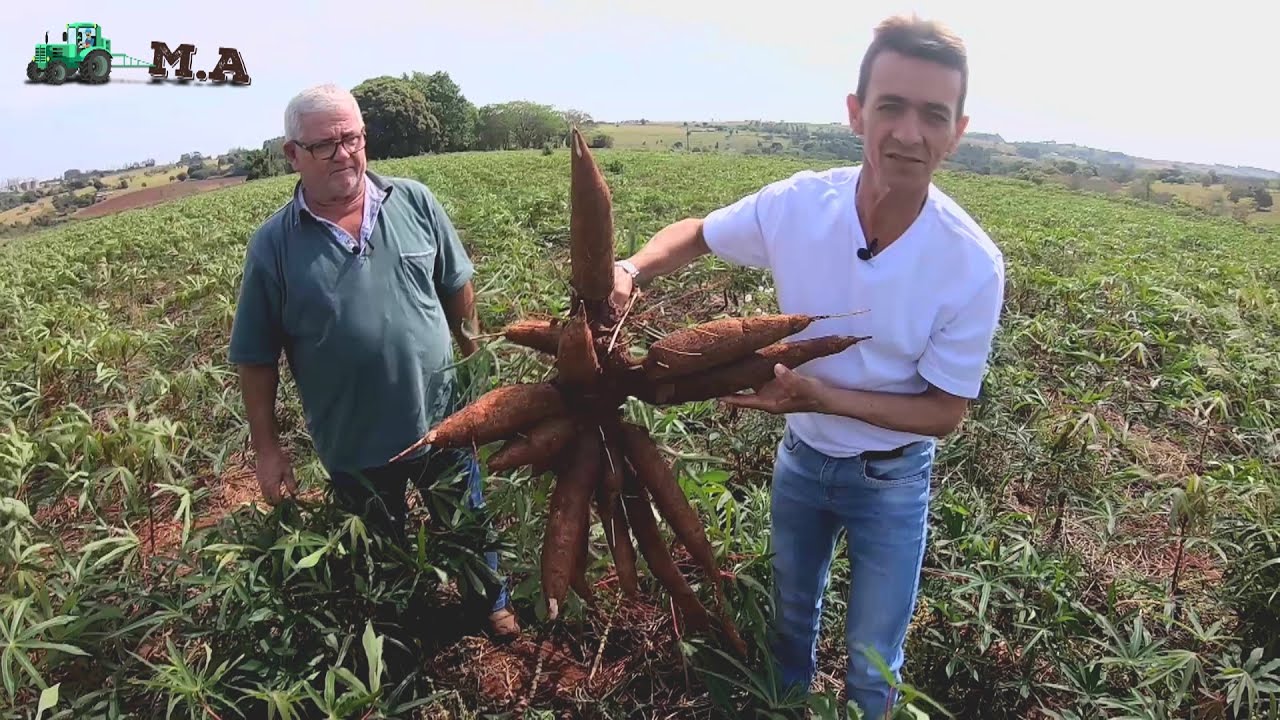 MANDIOCA IPR B36 - 49 TONELADAS POR HECTARE - EM 17 MESES