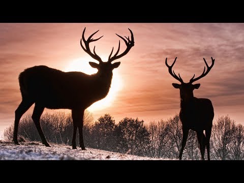 , title : 'Оленеводство - Разведение оленей как бизнес идея'