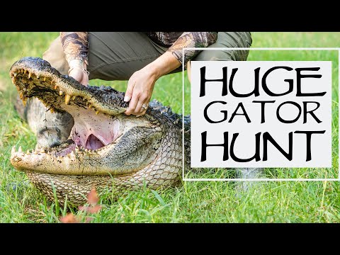 Louisiana Alligator Hunt 2020