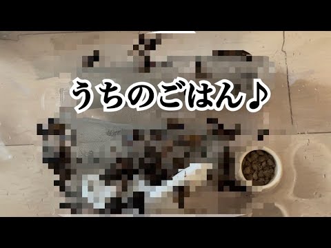 Camaleón y artículos comprados❕