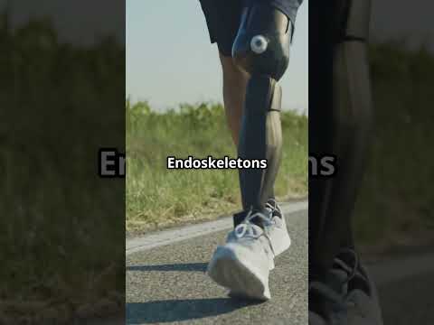 Are You Built Like a Tank or a Crab?