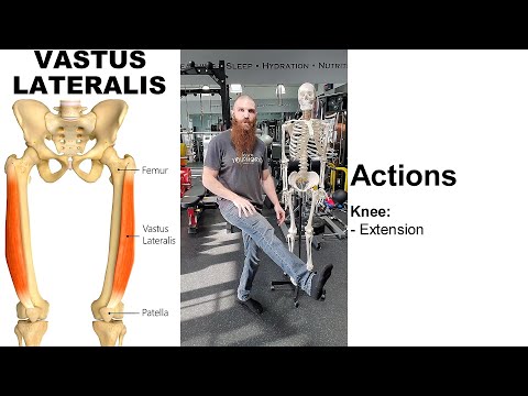 THE VASTUS LATERALIS MUSCLE: Skeletal Anatomy, Muscular Anatomy, Nerve Innervations, & Exercises!!!