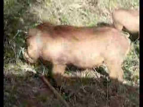 Warthog With Piglets