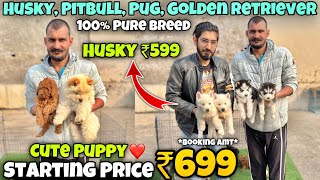 Cheapest Dogs Market In Delhi NCR | Husky, German Shepherd, Pitbull | Dog in 699Rs| Rajender Pets