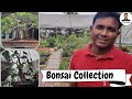 Bonsai Collection At Green Paradise Nursery Bardoli