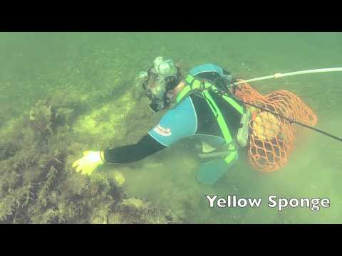Tropical Sea Sponges