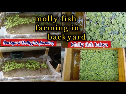 Small Molly Com