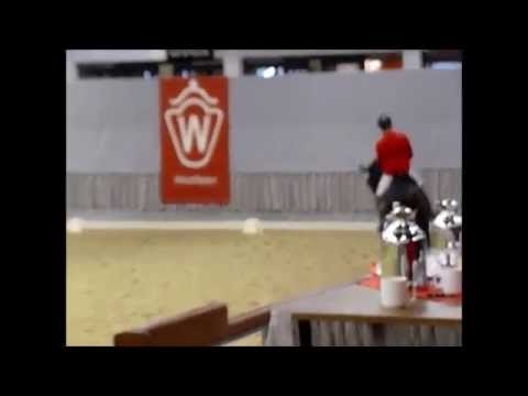 noch namenloser Hengst von Quaterback, 30-Tage-VA-Test Handorf 2014 (2. Tag Abschlussprüfung)