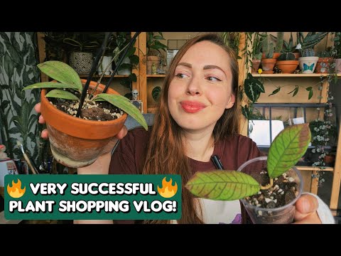 I bought 4 cool Hoyas from a private collector!