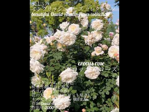 イングリッシュローズ「コーヴィデール」 植物